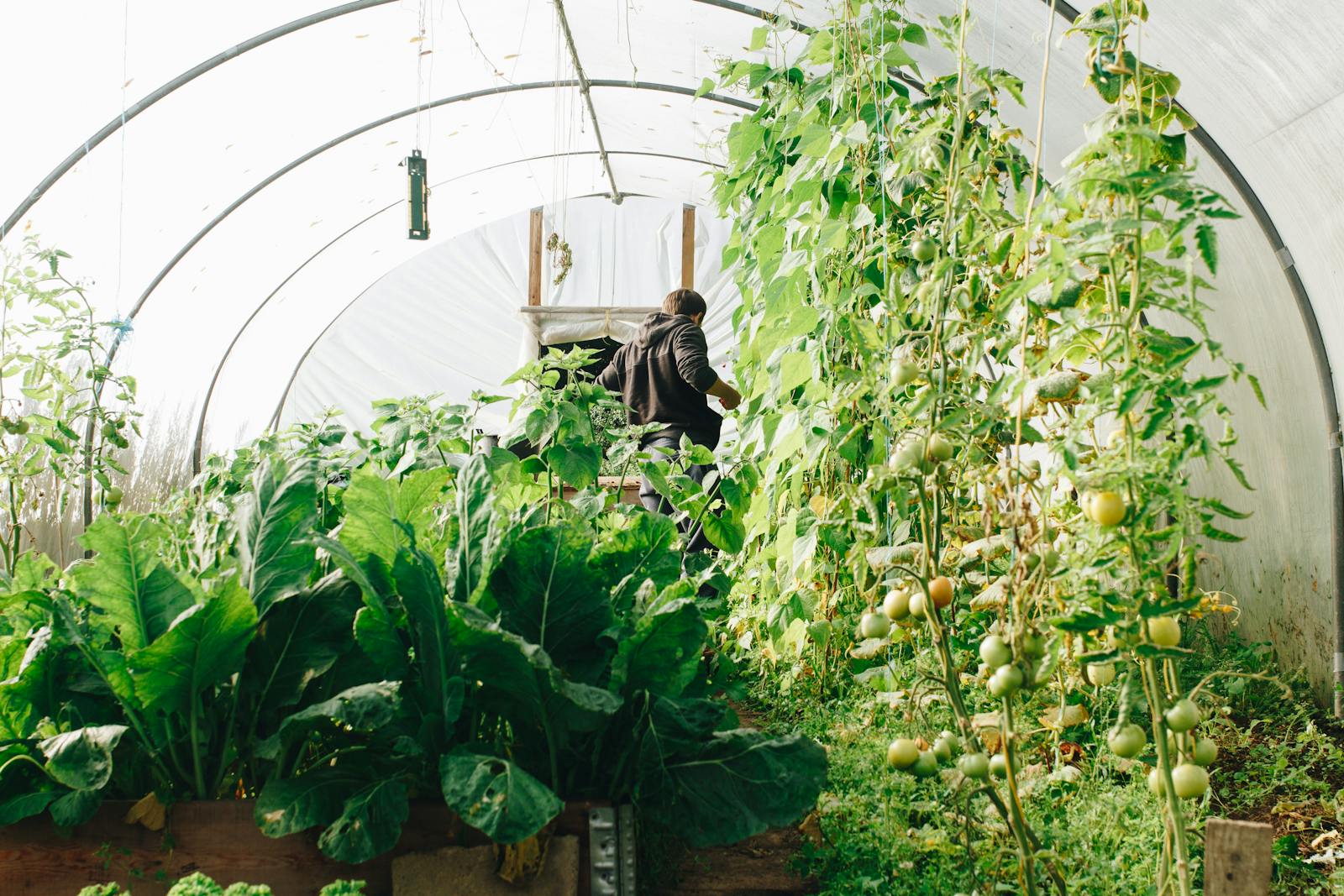 A farmer tending to vegetables in a lush greenhouse in County Galway, Ireland.