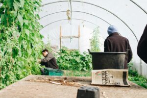 Two farmers tending to vegetables in a greenhouse in County Galway, Ireland.