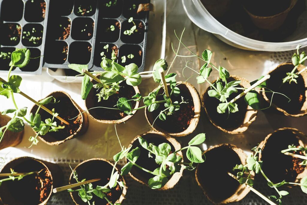 Top view of various seedlings sprouting in biodegradable pots, displayed indoors.