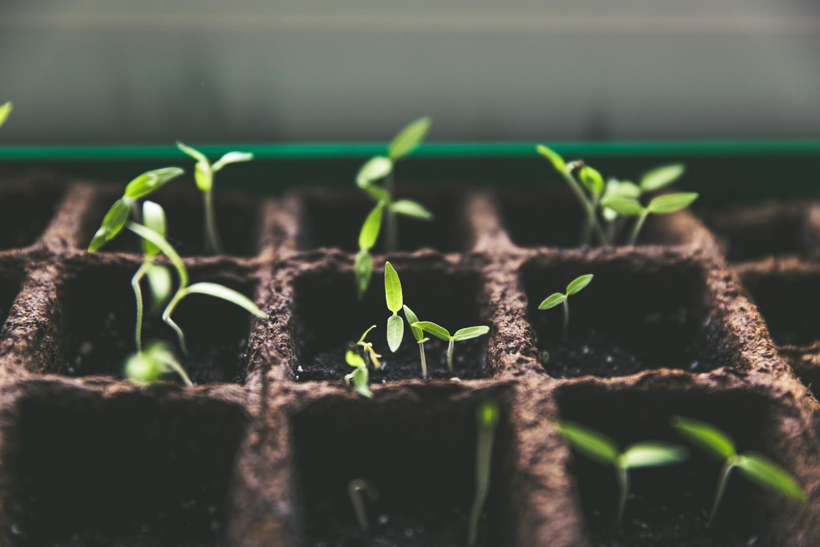 Close-up of green sprouts emerging from soil in seed trays, symbolizing growth and vitality.