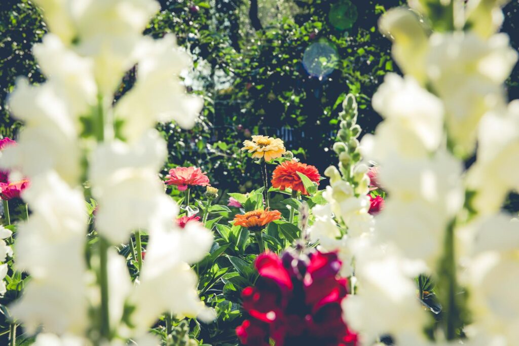 Explore the vivid colors of a summer garden in full bloom featuring diverse flowers and lush greenery.