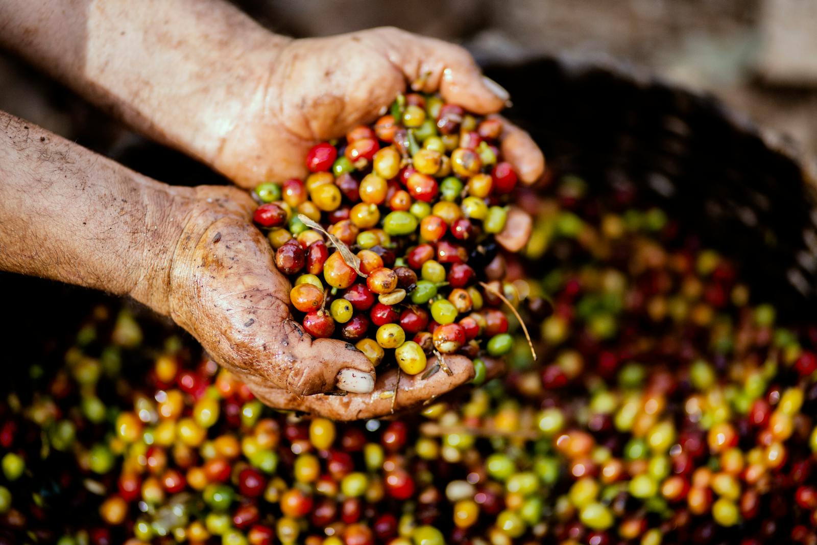 Close-up of hands holding freshly harvested coffee cherries in Mexico. Vibrant colors symbolize a fruitful harvest.