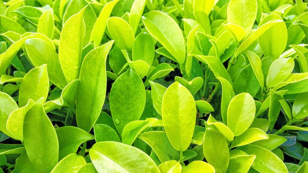 Close-up of vibrant green leaves with dew droplets, showcasing fresh and natural beauty outdoors.