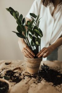 Person potting a houseplant with soil, showcasing indoor gardening practice.