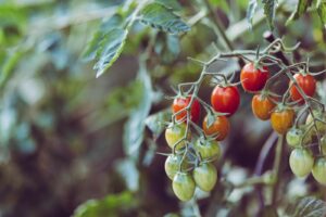 Vibrant cherry tomatoes ripening in a garden, showcasing nature's bounty and organic farming.