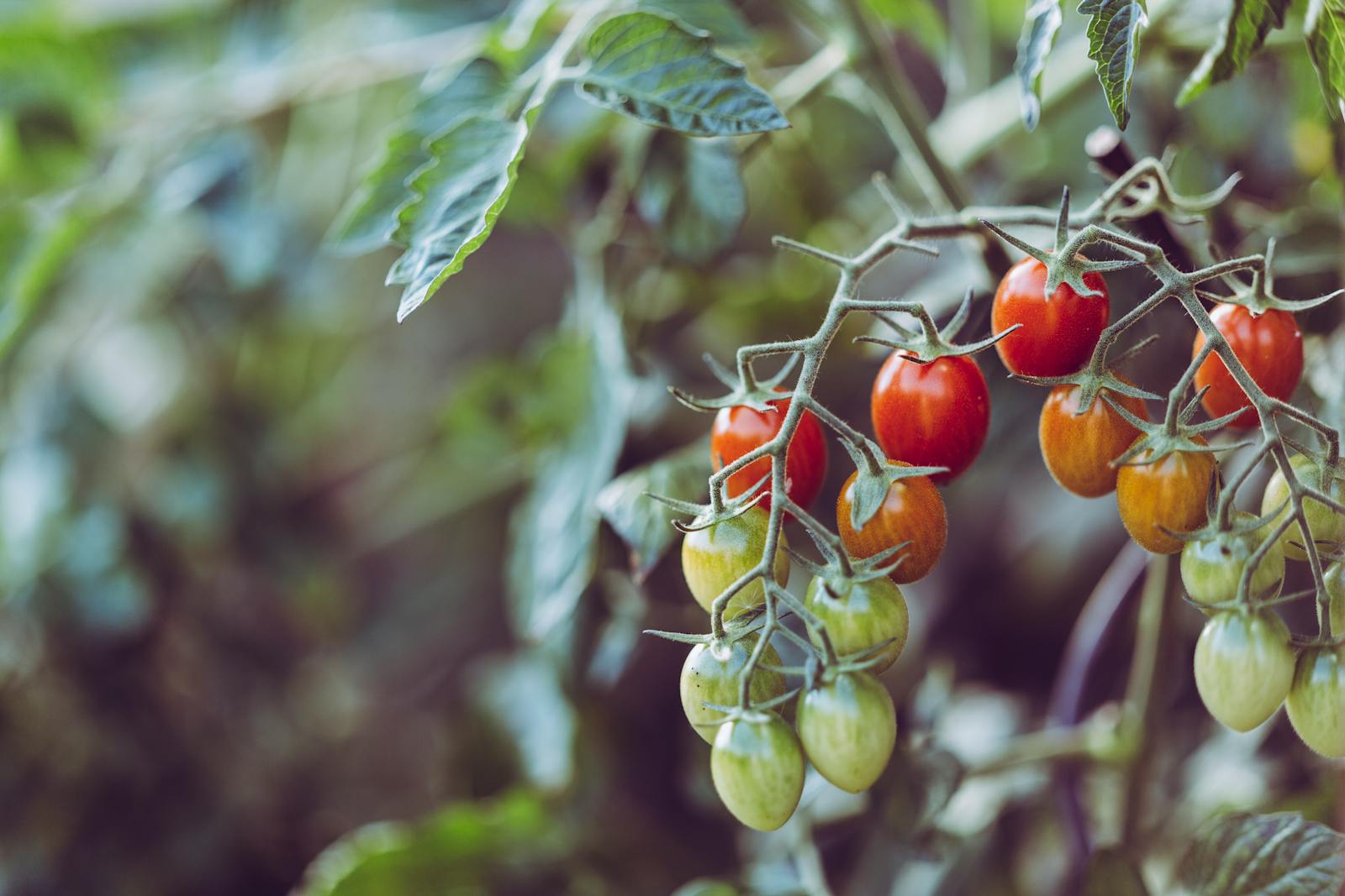 Vibrant cherry tomatoes ripening in a garden, showcasing nature's bounty and organic farming.